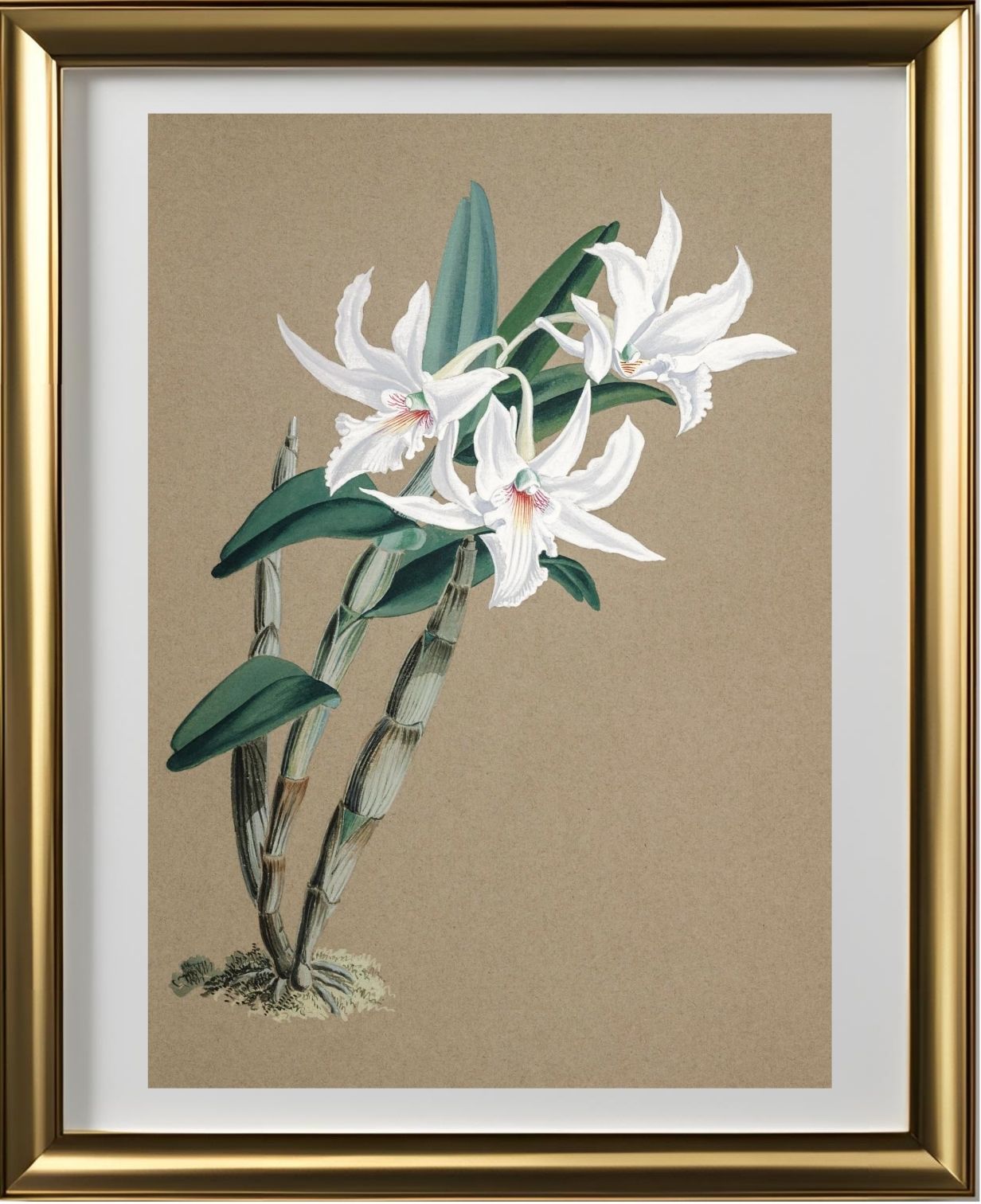 Dendrobium Eburneum