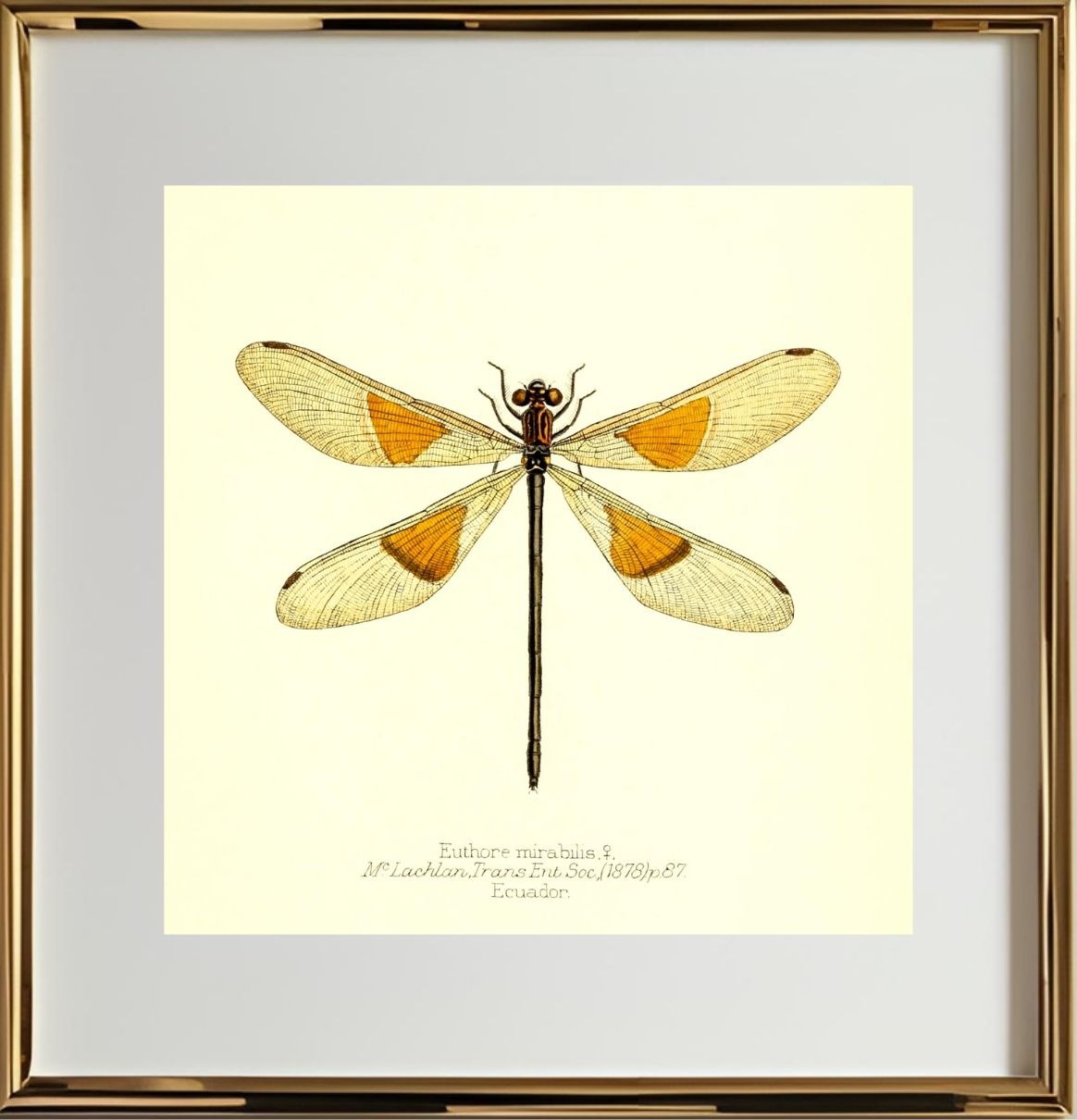 Euthore Mirabilis (female)