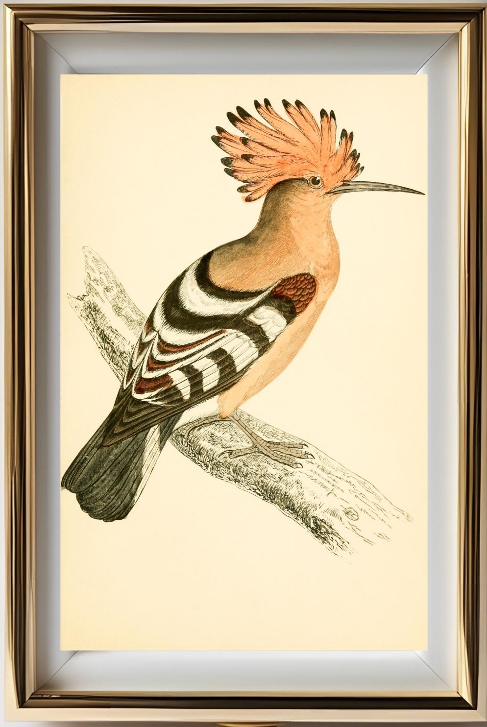 Hoopoe