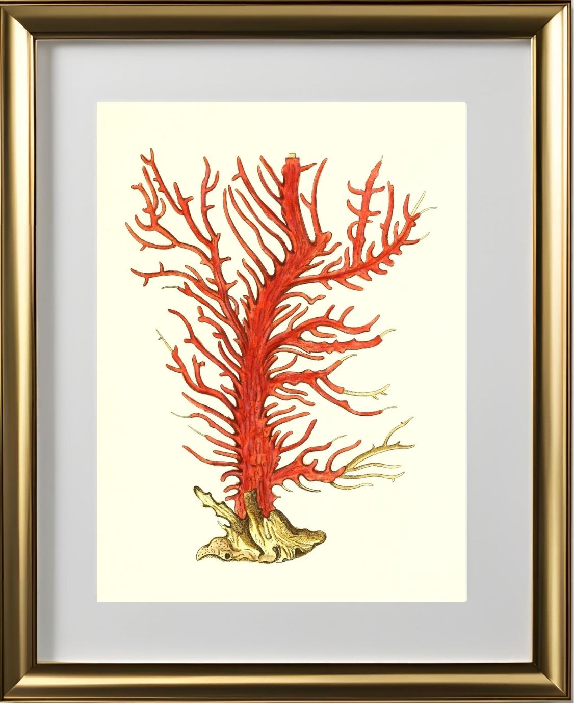 Gorgonia palma