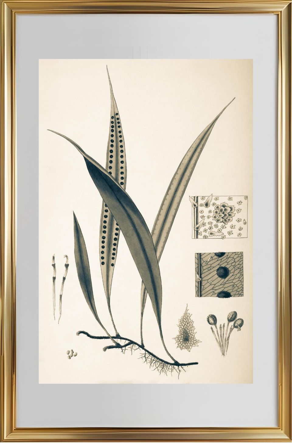Pleopeltis Percussa
