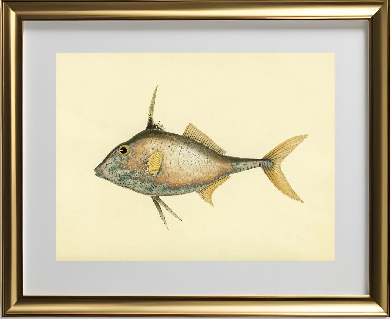 Balistes Biaculeatus