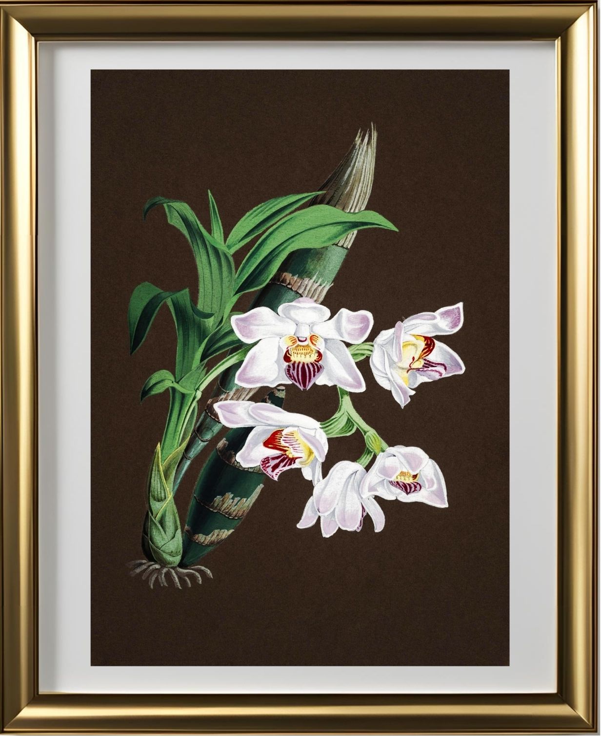 Chysis Aurea Var Lemminghei