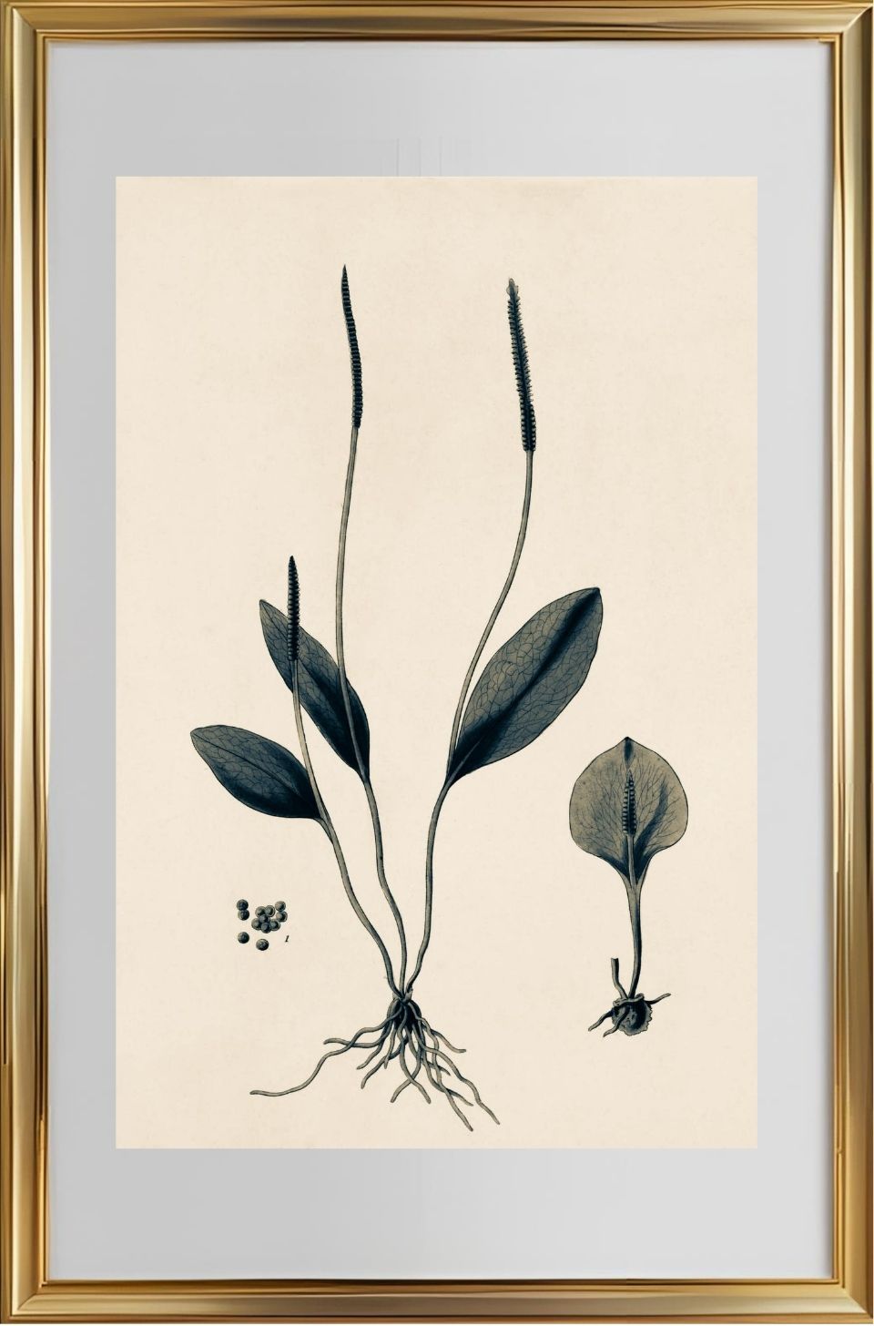 Ophioglossum Ellipticum