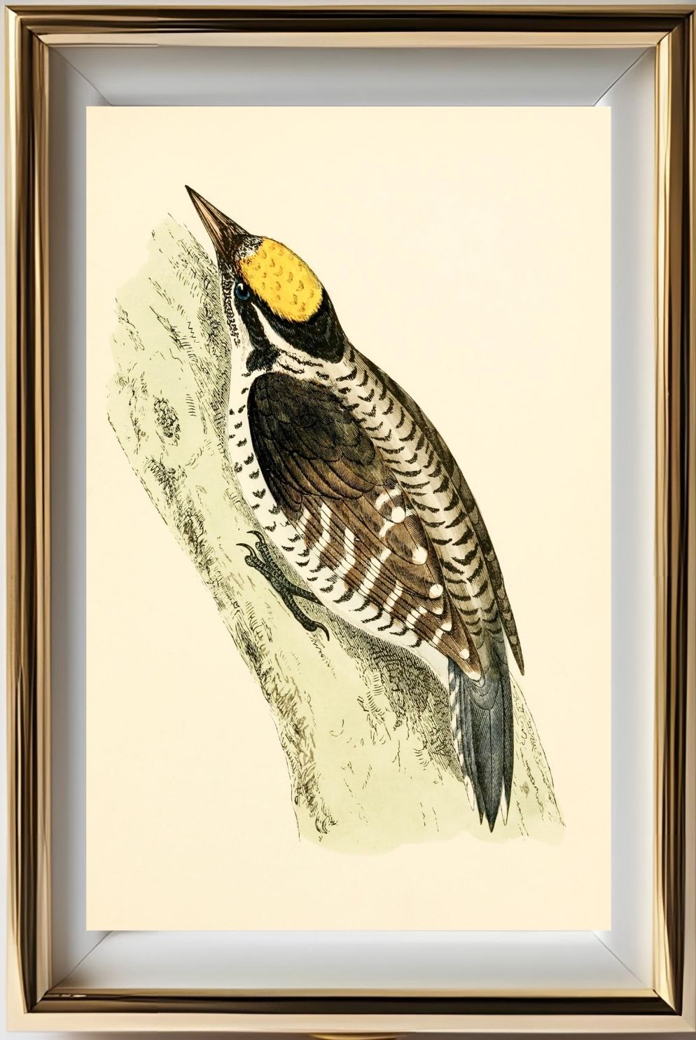 Three-Toed Woodpecker