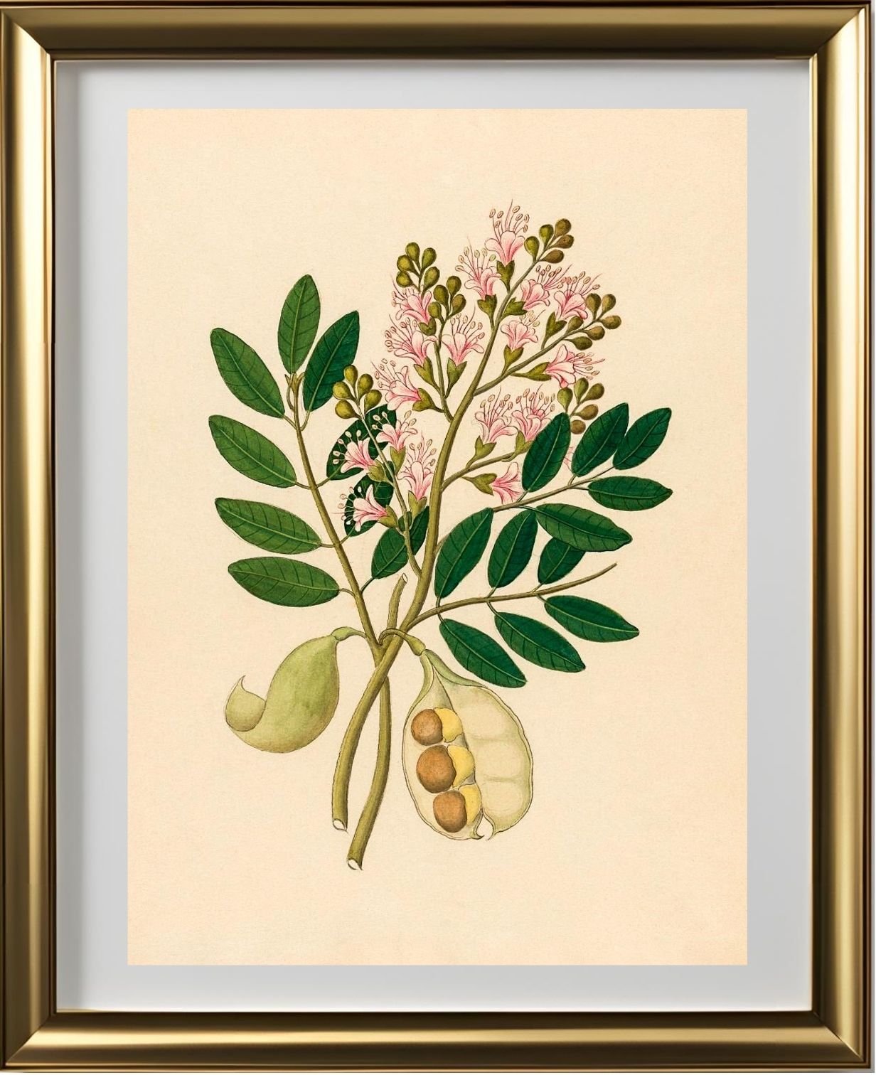 Schotia Nov. Sp (Schotia Latifolia)