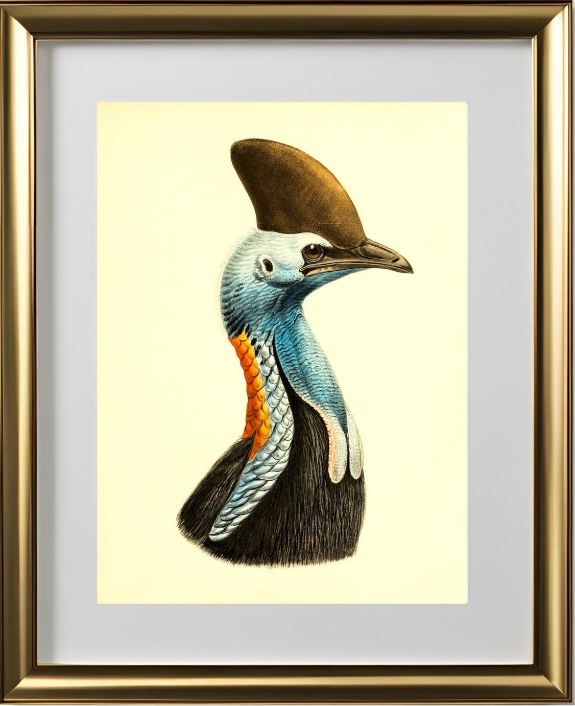Casuarius Casuarius Intensus