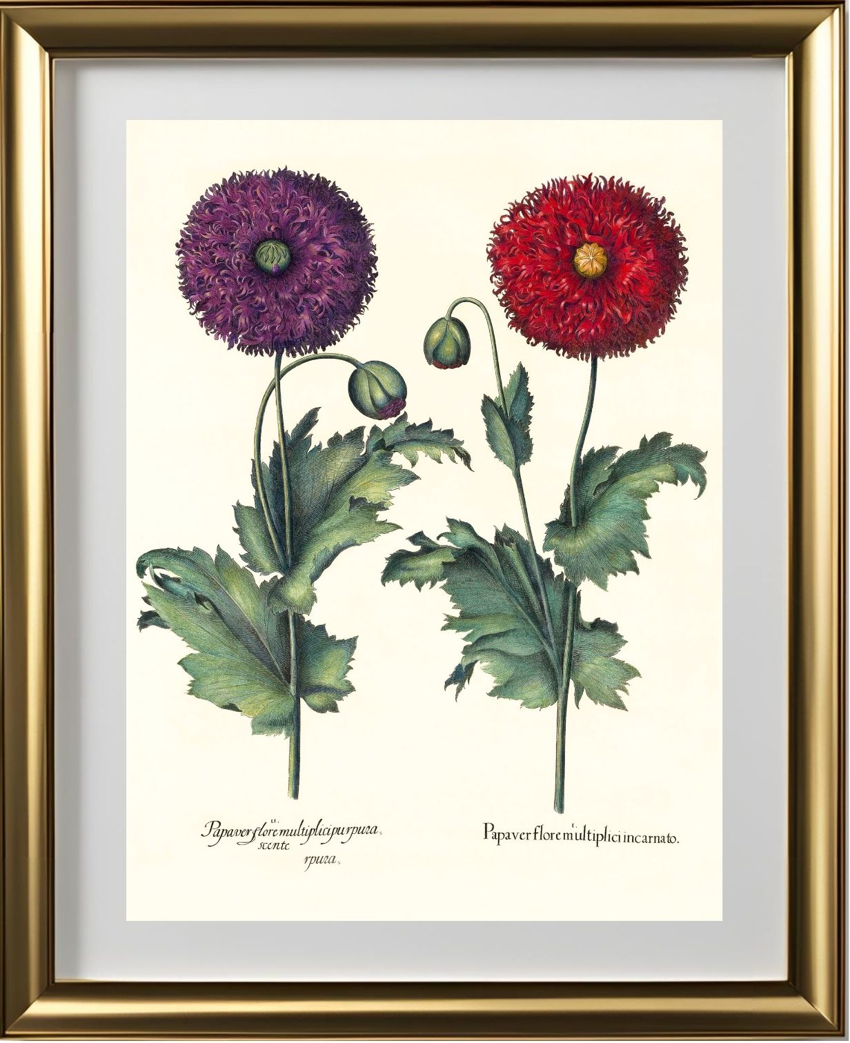 Lacy double-flowered garden poppies