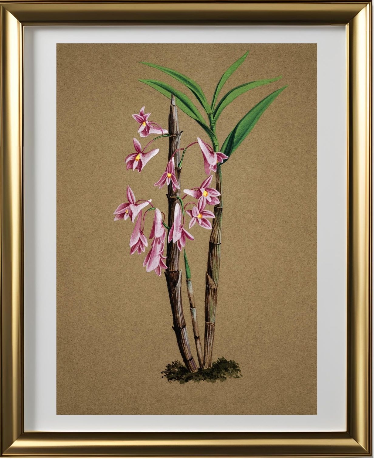 Dendrobium Hasselti
