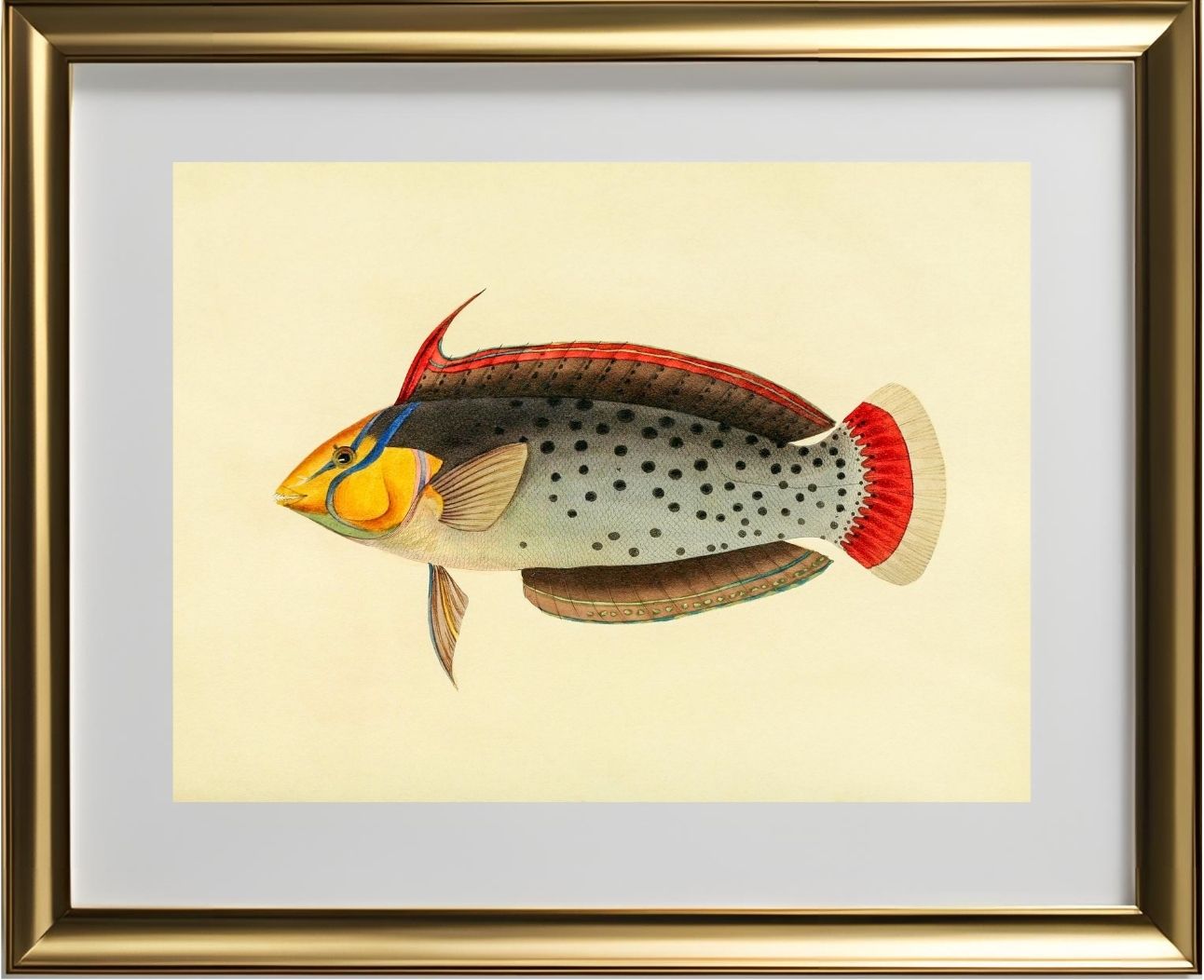 Labrus Formosus