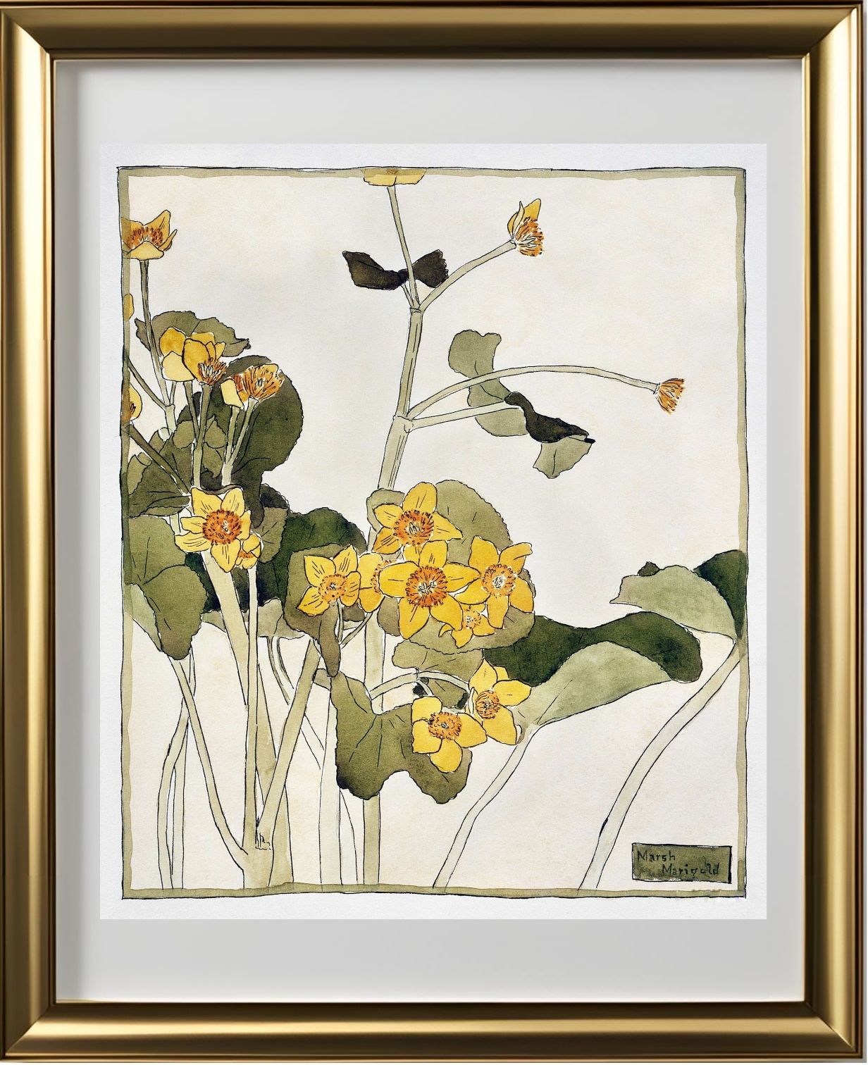 Marsh Marigold