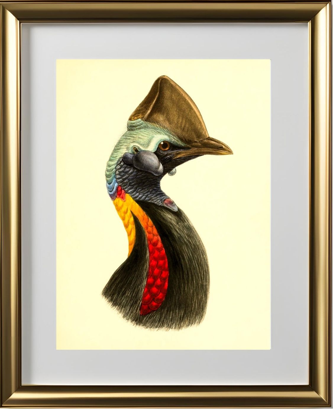 Casuarius Philipi