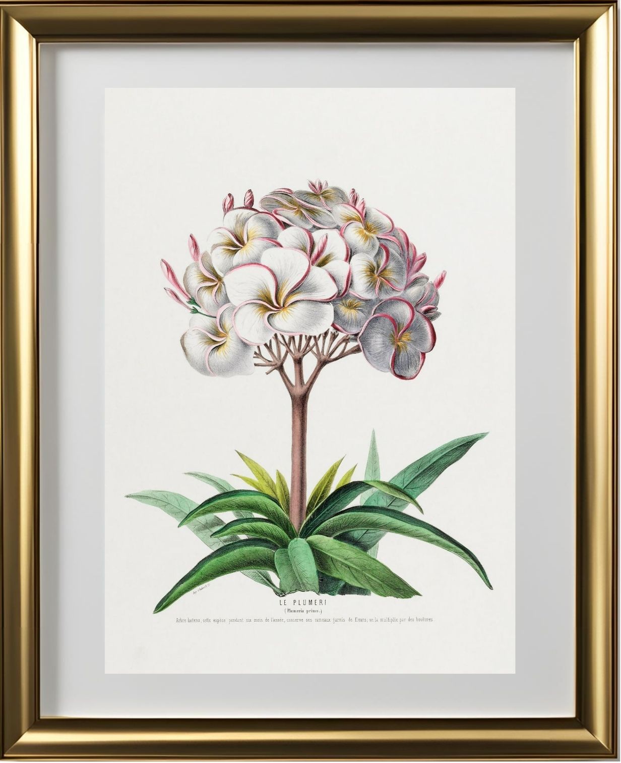 Le Plumeri (Plumeria Primo)