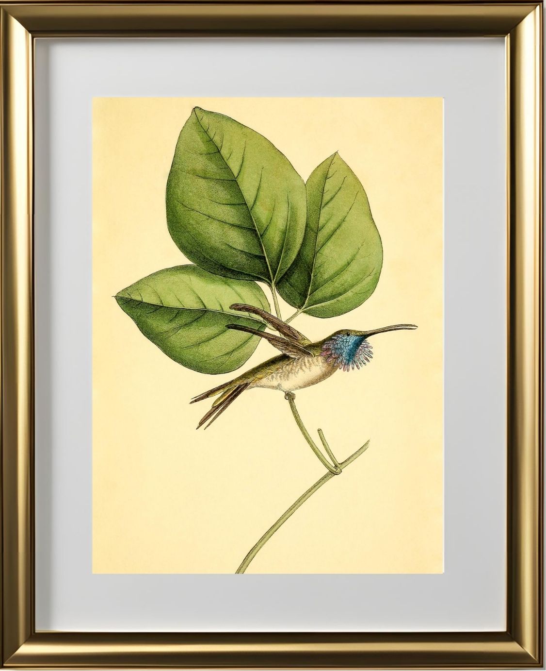 Mexican-Star Hummingbird