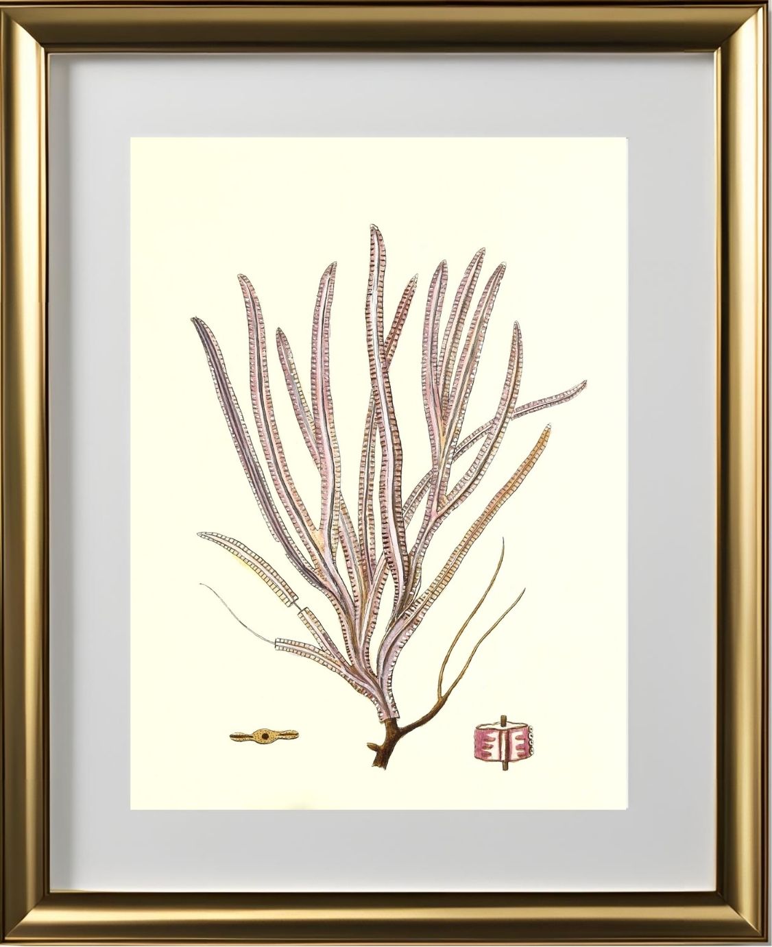 Gorgonia anceps