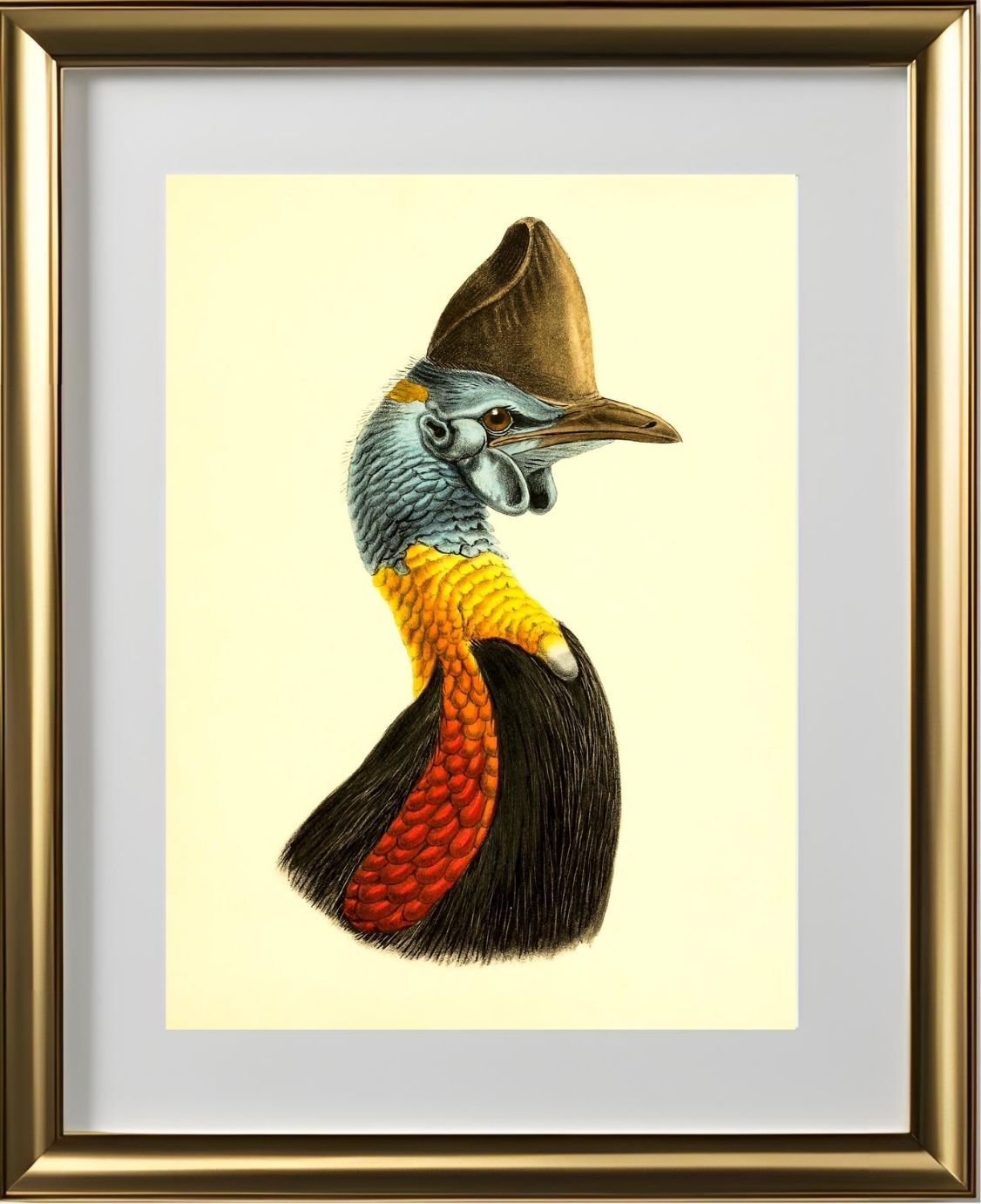 Casuarius Uniappendiculatus Occipitalis