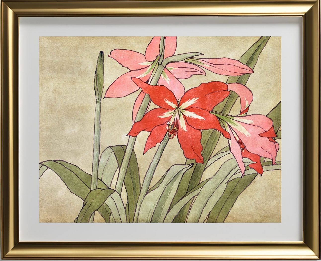 Amaryllis