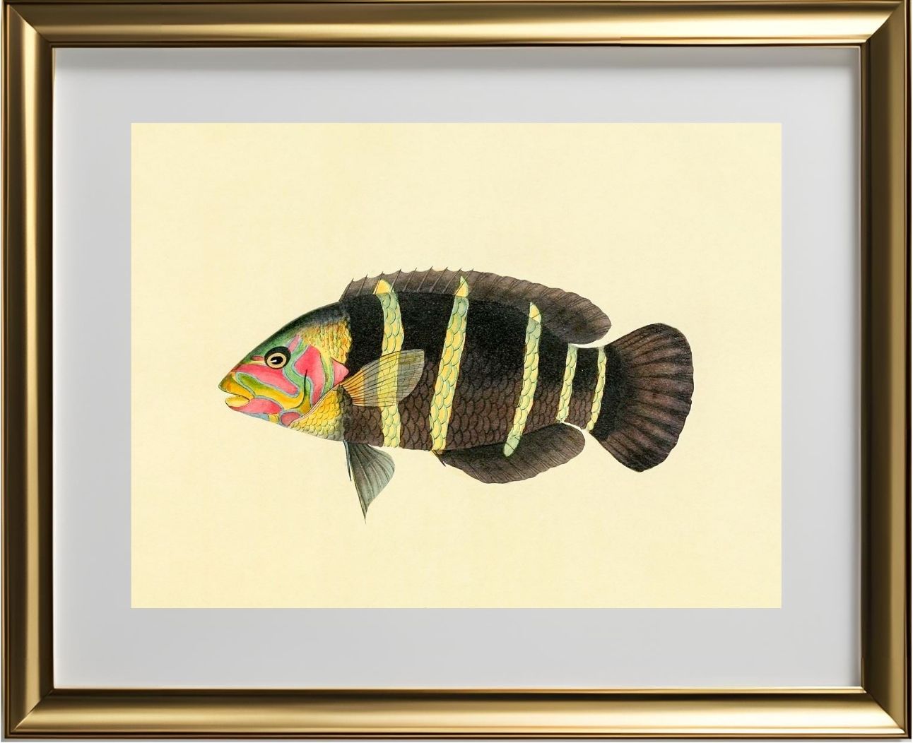 Scarus Quinque-Fasciatus