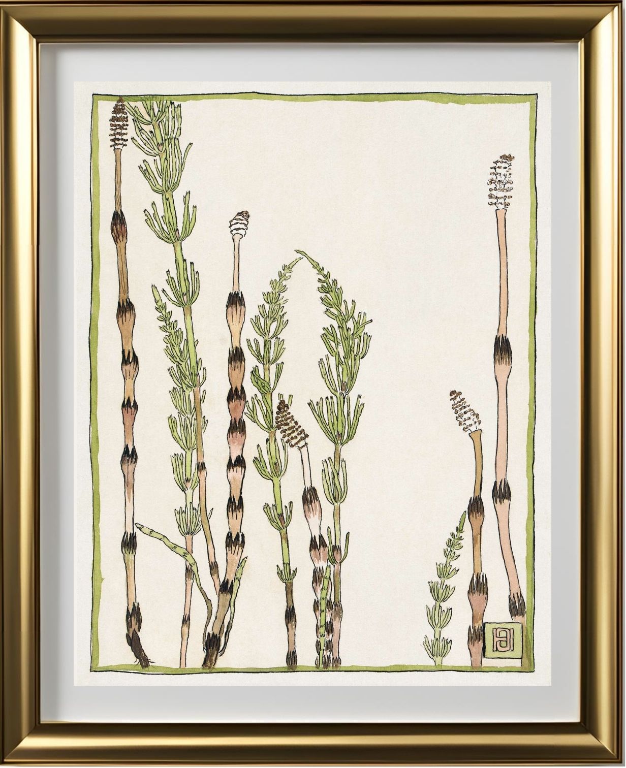 Horsetail