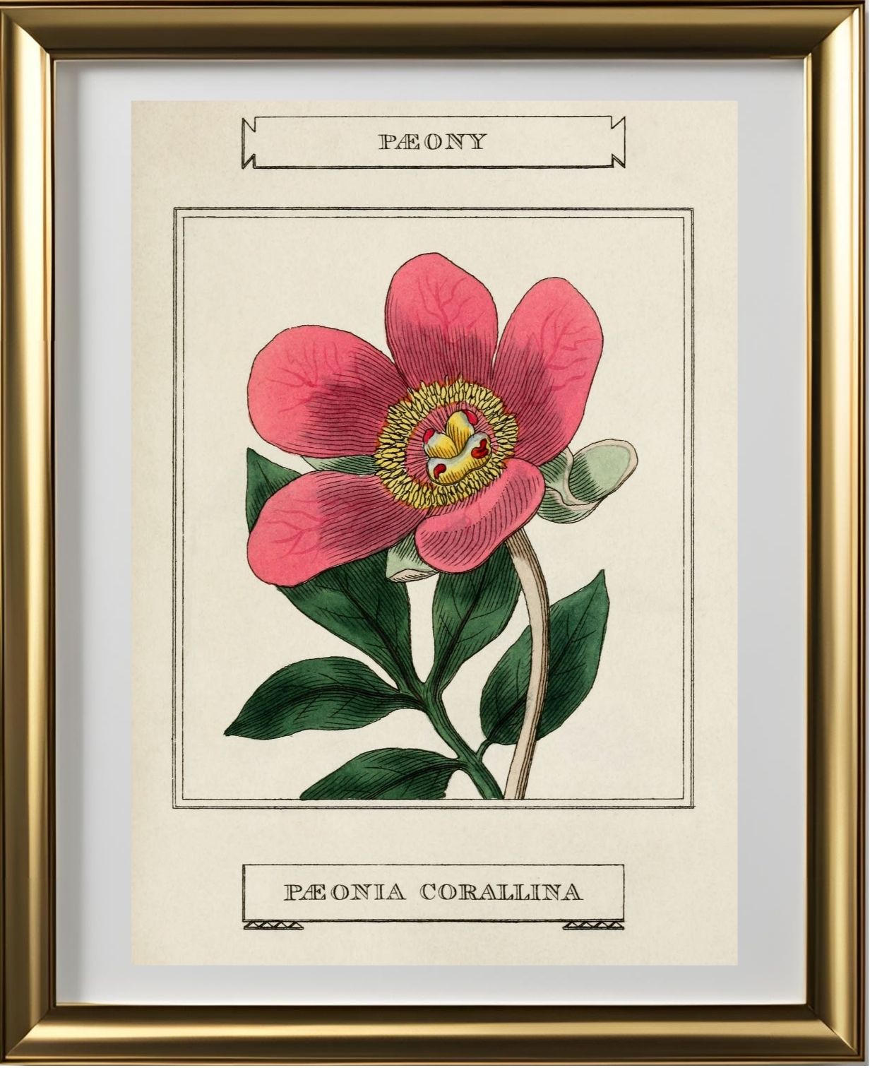 Paeony