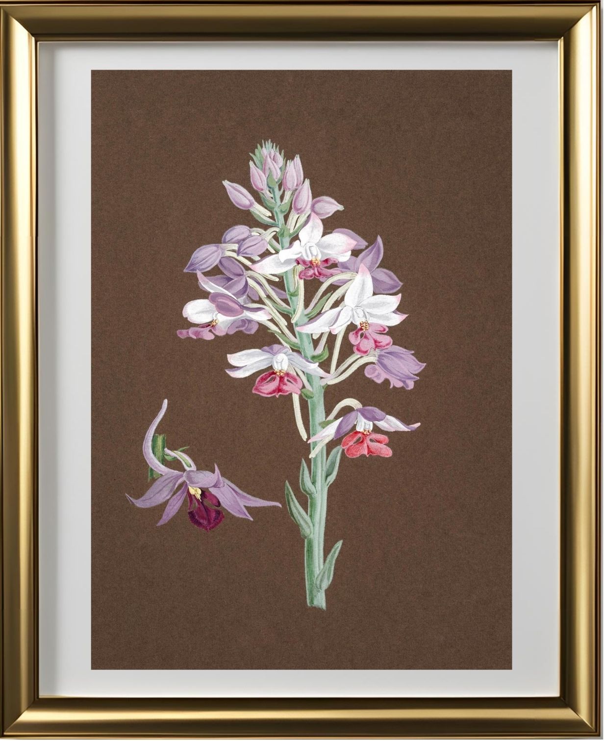 Calanthe Dominii