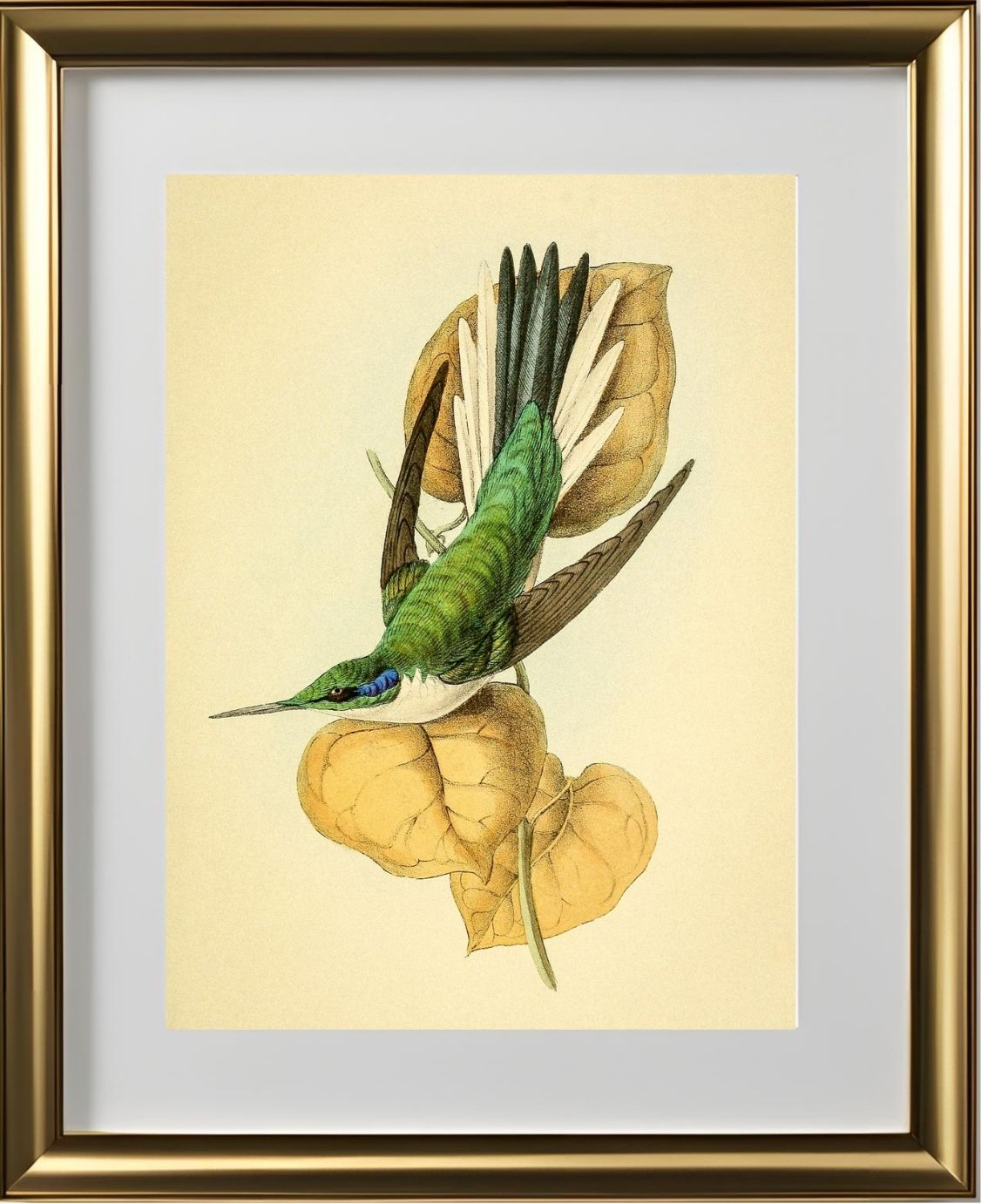 Violet Eared Hummingbird