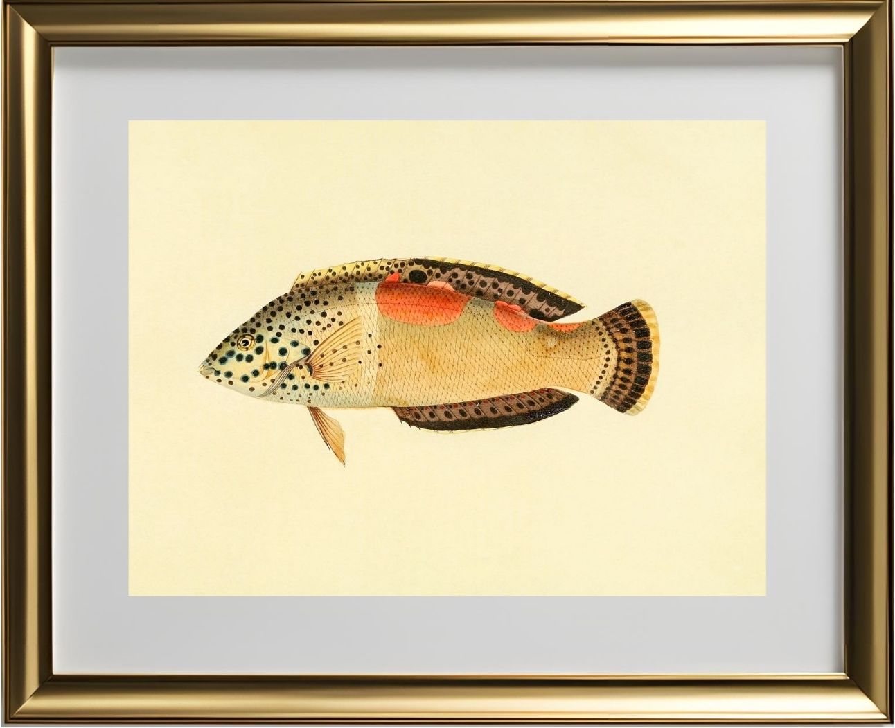 Labrus Aureo-Maculatus