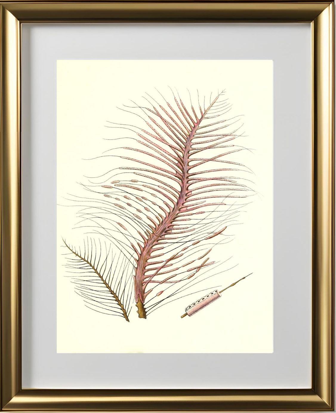 Gorgonia fetofa