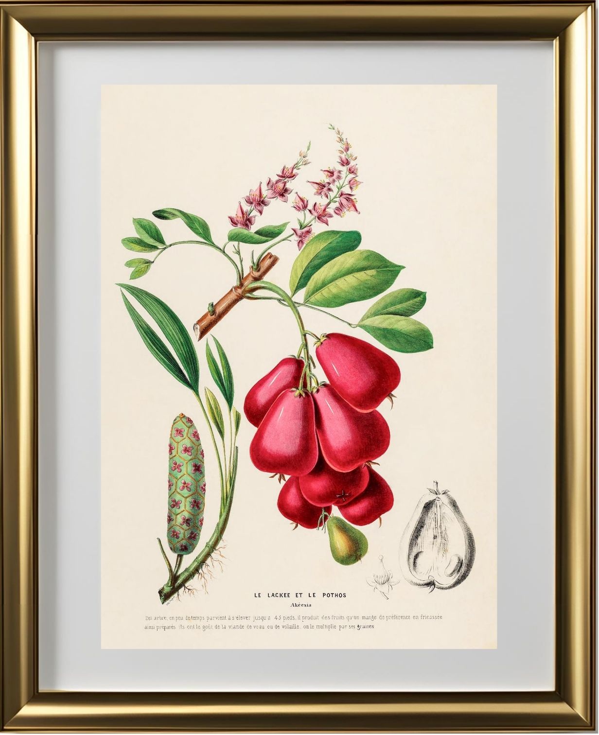 Le Lackee et le Pothos (Akeesia)