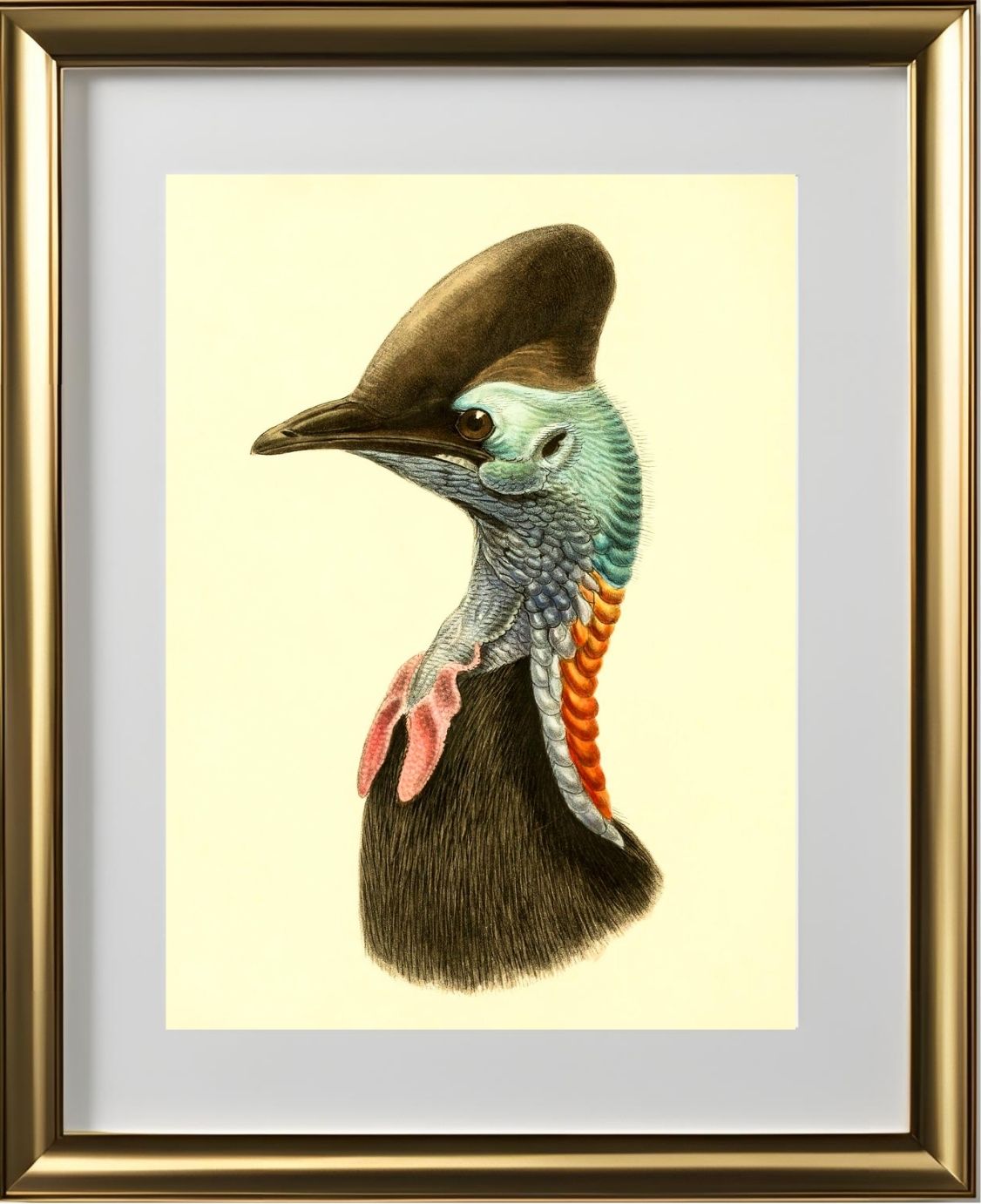 Casuarius Casuarius