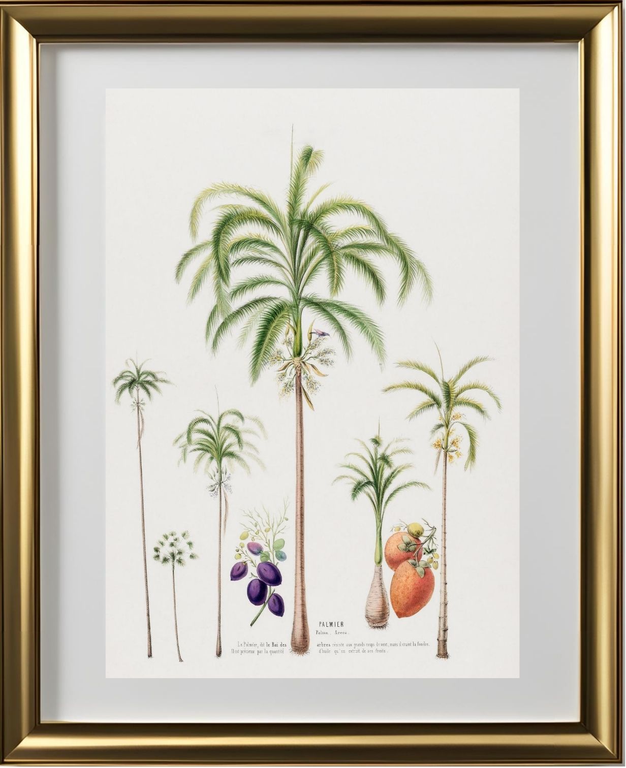 Palmier (Palma Areca)