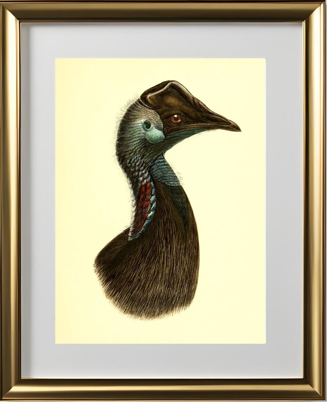 Casuarius Bennetti