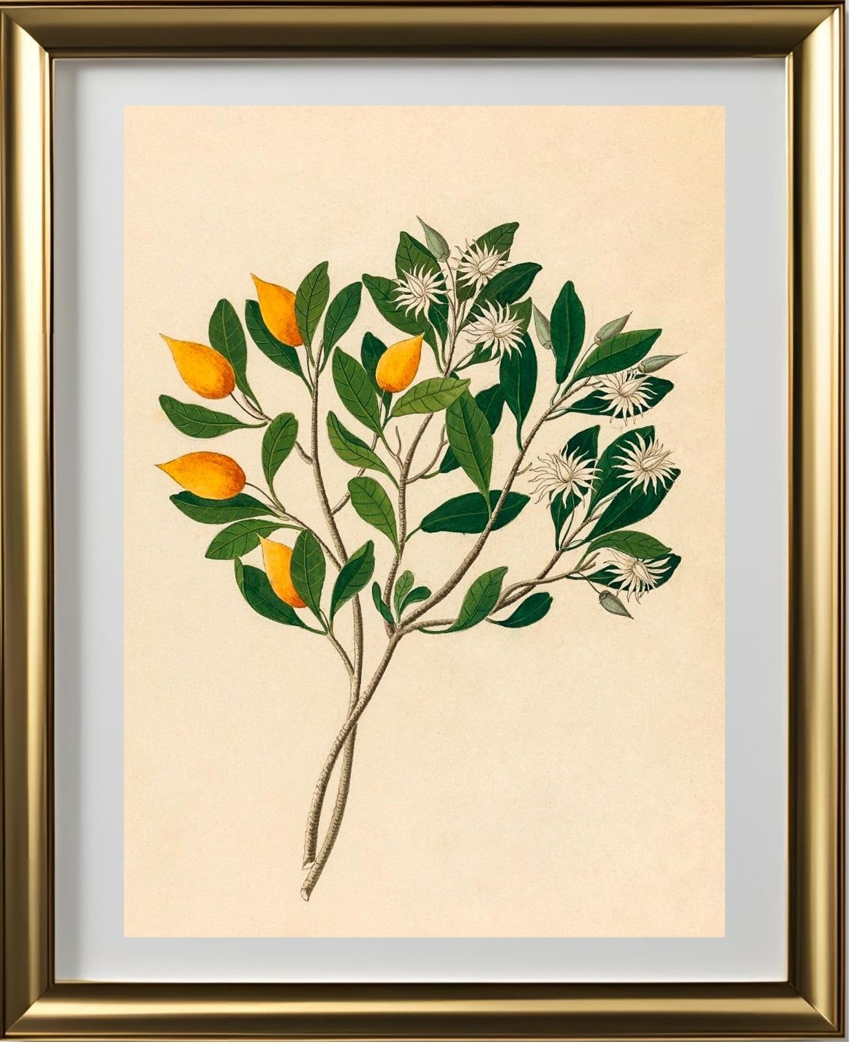Hexand. Mono (Mimusops Obovata)