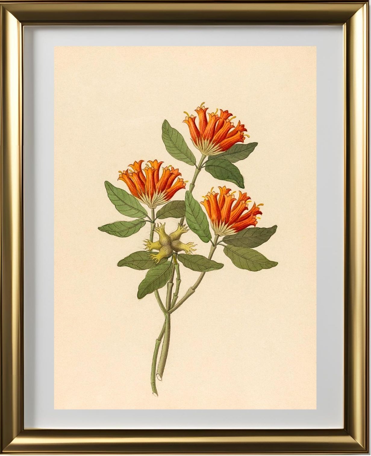 Gardenia Nova.Sp. (Burchellia Bubalina)