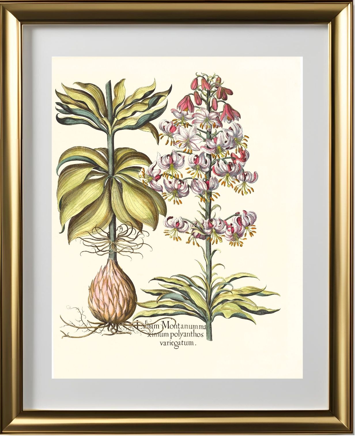 Spotted Variegated Martagon Lily