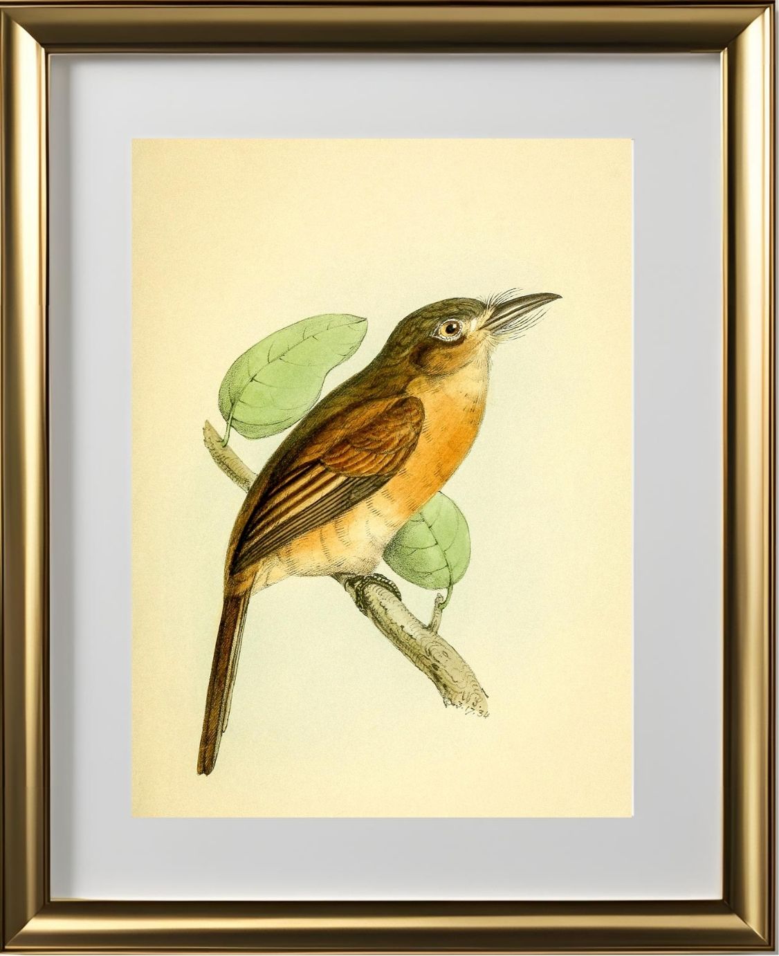 Red-breasted Puff Bird