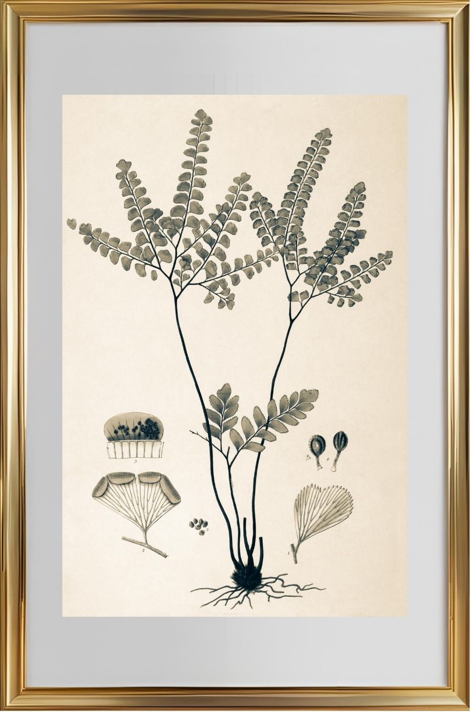 Adiantum Amoenum
