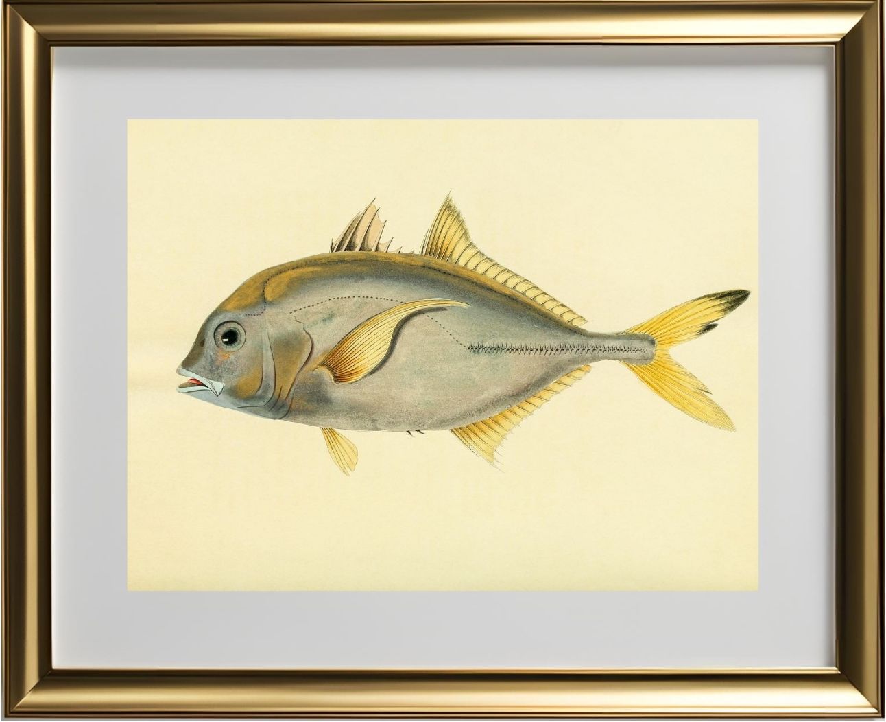 Scomber Heberi
