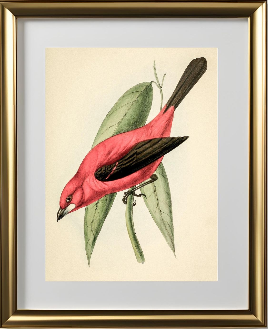 Crimson Tanager