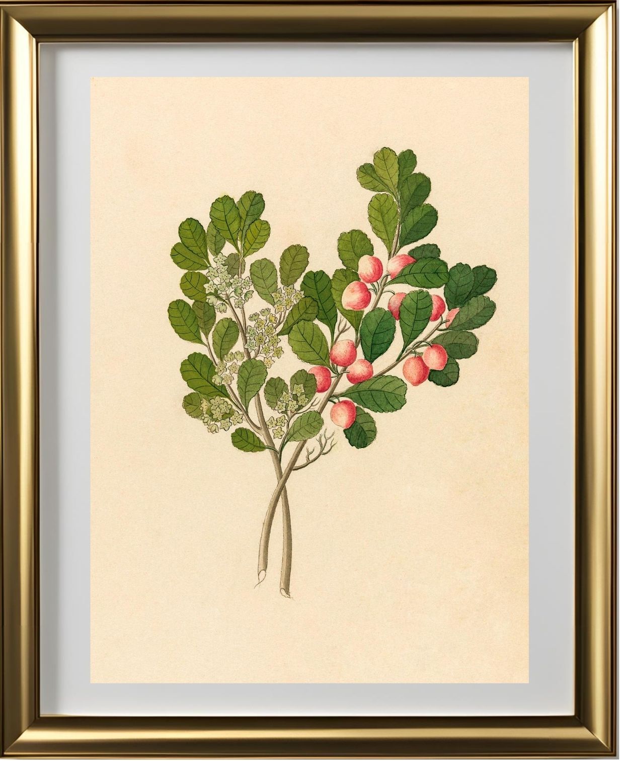 Rhamnus (Cassine Aethiopica)