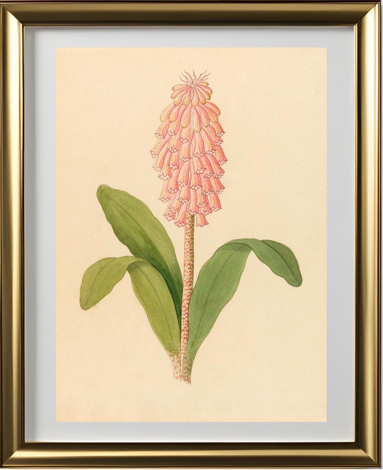 Veltheimia Viridifolia (Veltheimia Bracteata)