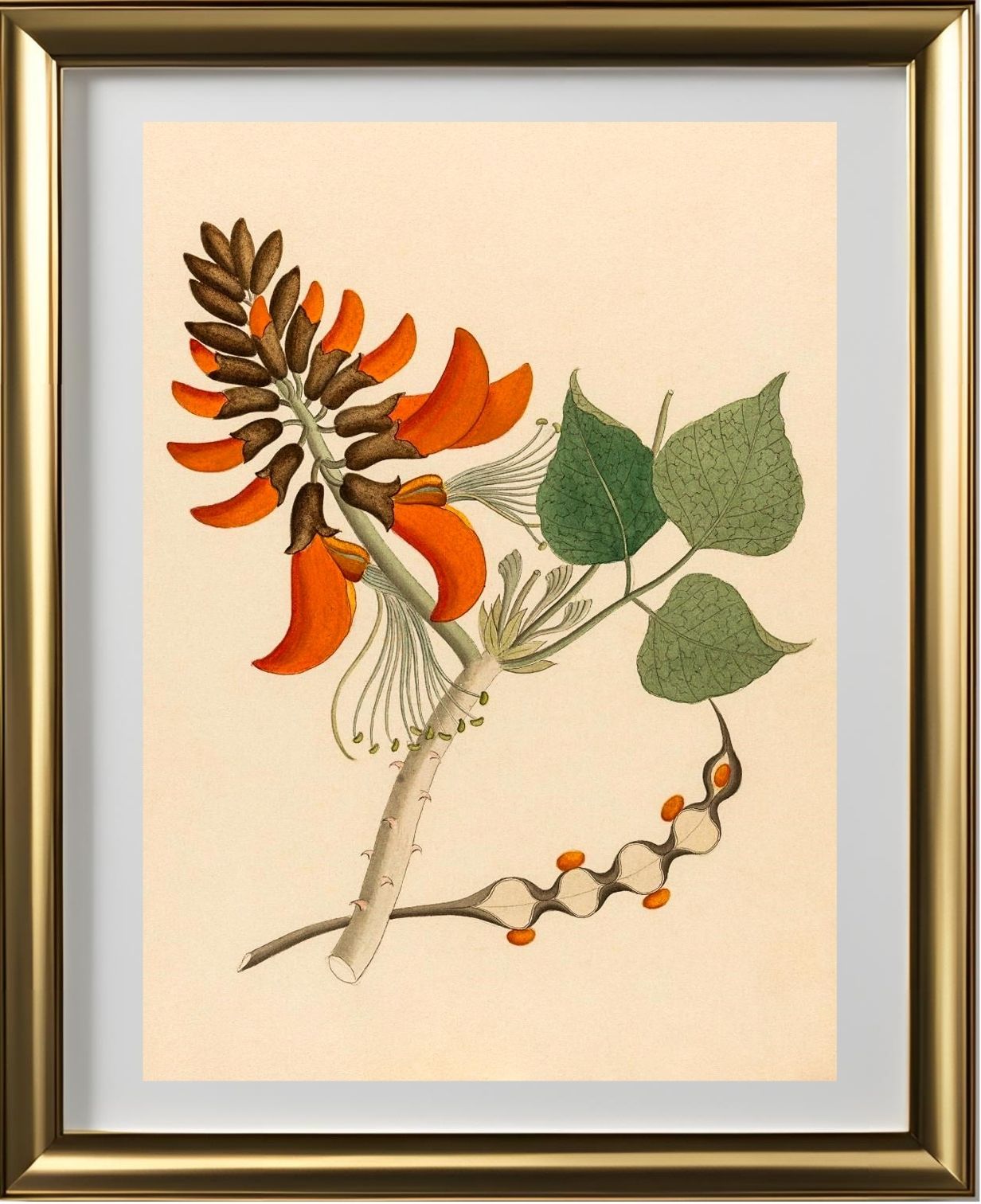 Erythrina Caffra