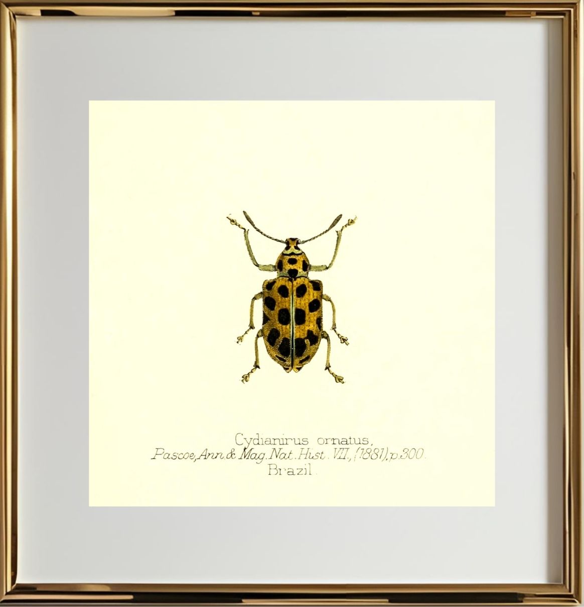 Cydianirus Ornatus
