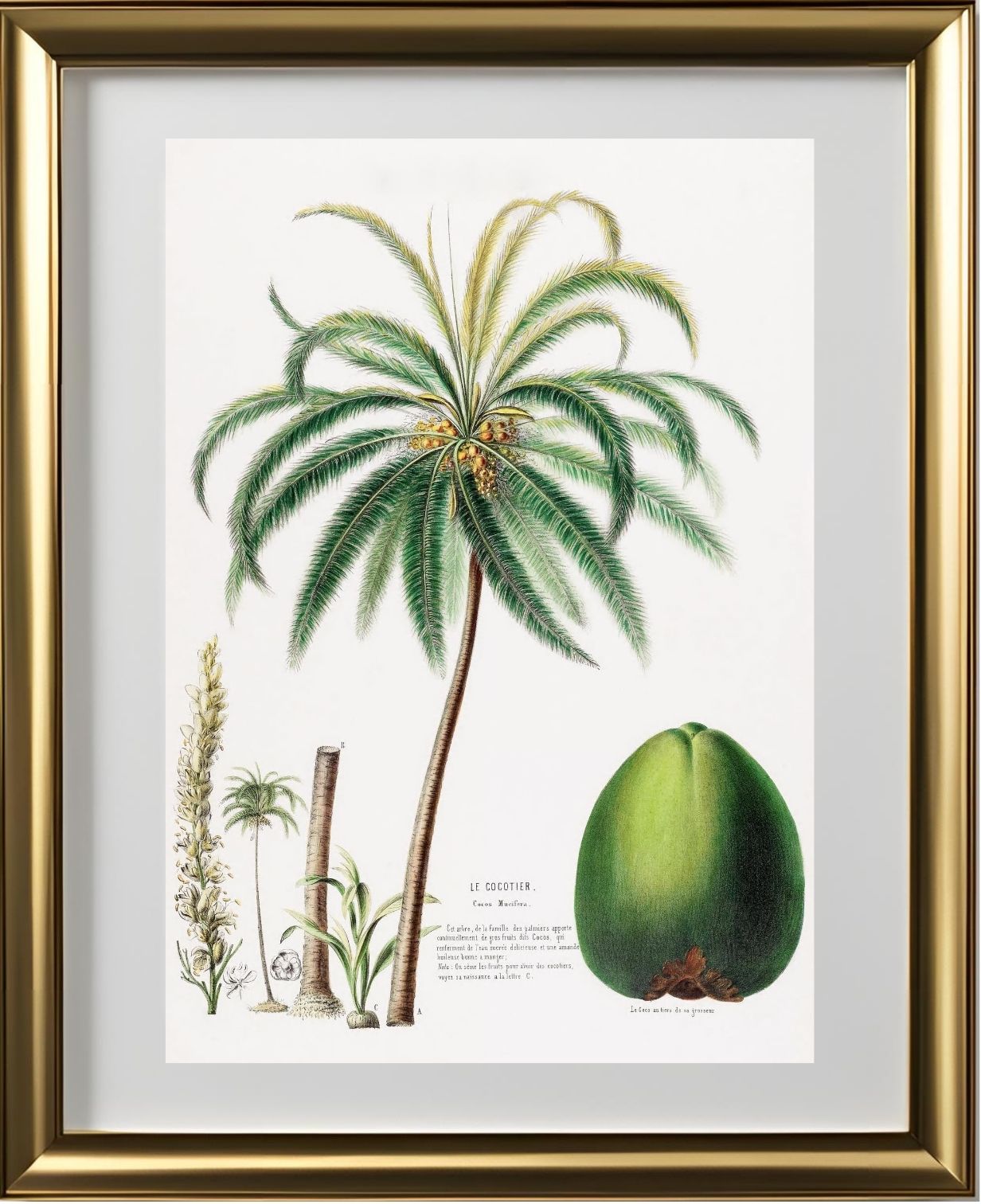 Le Cocotier (Cocos Mucifera)
