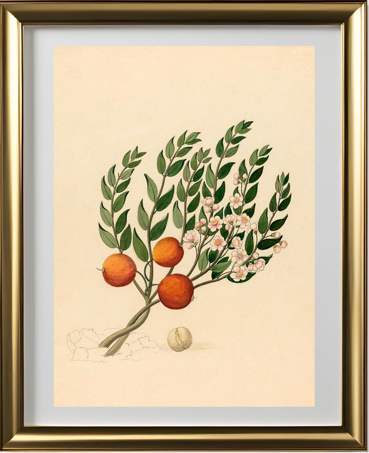 Eugenia or Jambo (Eugenia Albanensis)