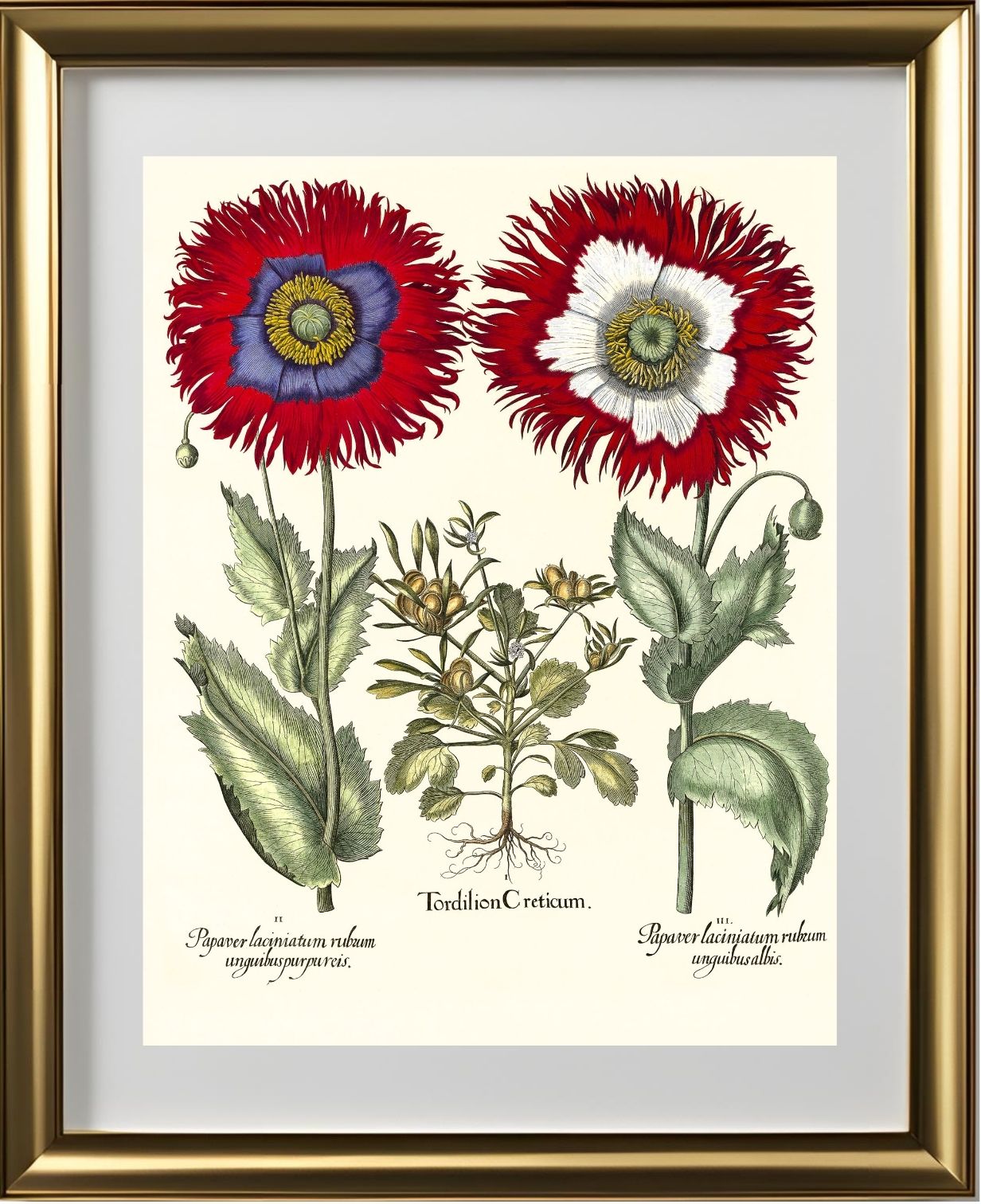 Tordylium Eyed garden poppy with fringed petals