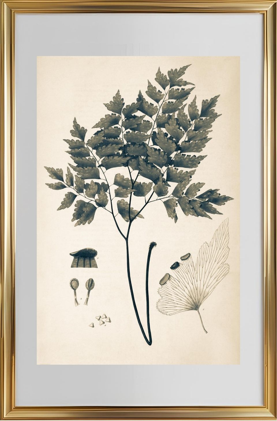 Adiantum Pentadactylon