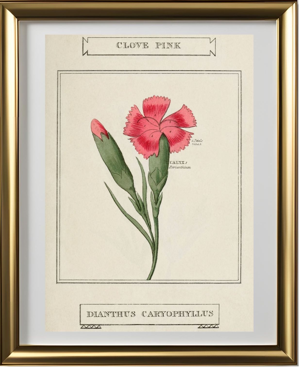 Clove Pink