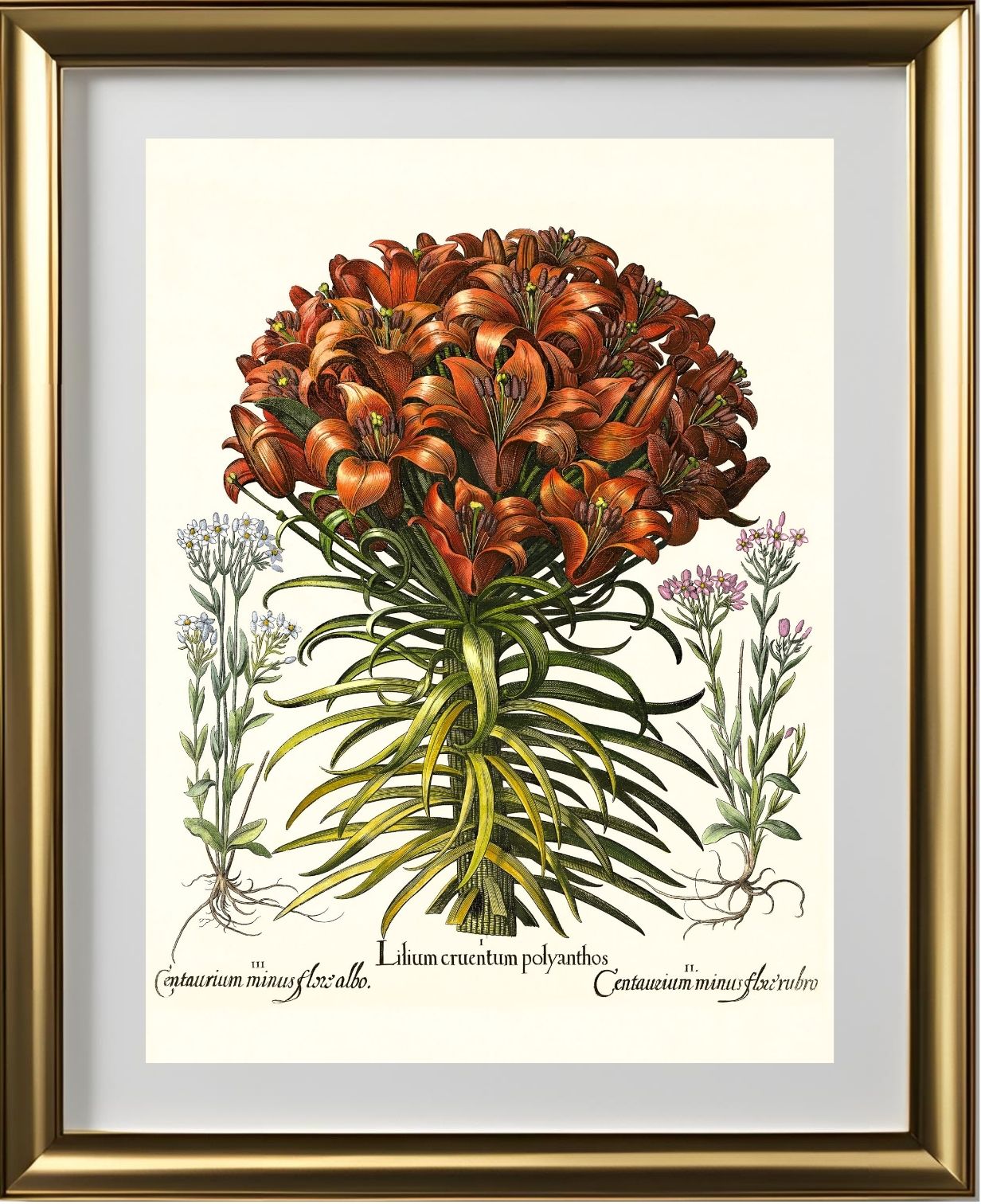 Orange lily, Pink lesser centaury, White centaury