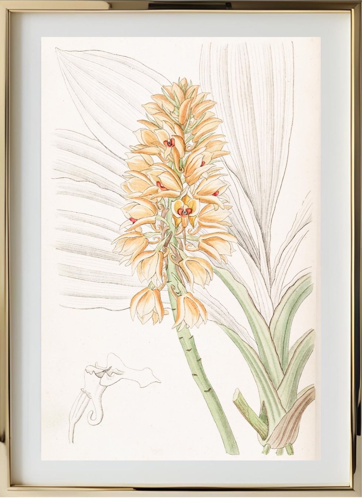 Yellow-spiked Calanthe